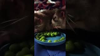 how many peas can he shove in his mouth? #cute #rats