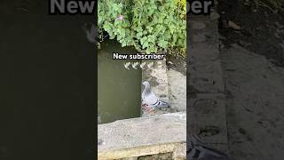 Carp life New subscriber,#carpfishing #fishing #pigeon #carpbites&runsuk