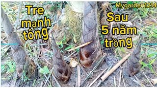 Tre mạnh tông - sau 5 năm trồng!