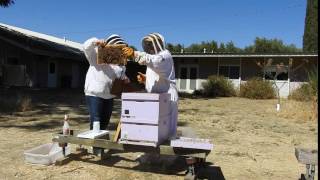 California Master Beekeeper Program