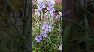 Which Plant is this ? #shorts #ytshorts #plants #nature #garden #gardening #potting #youtubeshorts