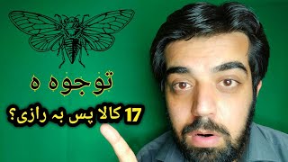 Cicadas insects || Muhammad Murad Mohmand ||