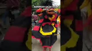 BARONGAN GALAK KEJAR BOCIL #baronganblora