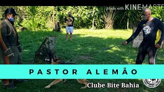 Pastor Alemão de Trabalho