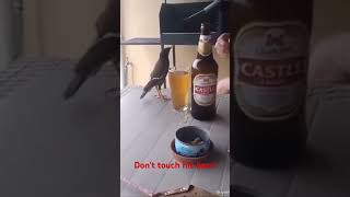 Unbelievable: Birds Addicted to Drinking Beer