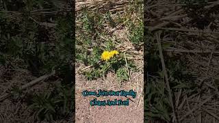 Dandelion Season Has Sprung! #springishere #spring #dandelions #viral #shorts #canadianvlogger