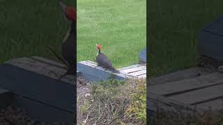 Pileated Woodpecker