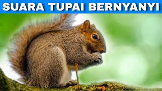 Efek Suara Tupai Bajing Bernyanyi | Singing Squirrel Sound Effect