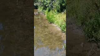 Spotted sandpiper cools off