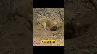 Lion watch till end #shorts