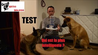 Test de Jouet - Le Dog Activity Gambling Tower