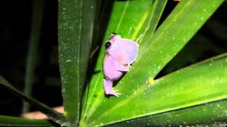 Pinewoods Treefrog Calling