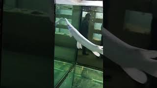 White Aligator Gar Malayalam #malayalam #shortsvideo #shorts #aligatorgar #aligatorfish