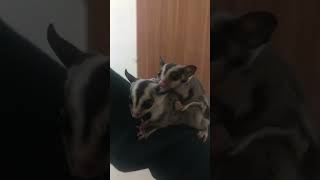 Sugar glider #june #2024 #aktifitaspagihari #sugarglider #jakarta