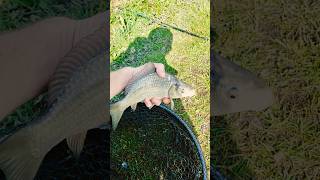 Releasing an F1 hybrid carp!! #carp #carpfishing #fishing #fish #fishinglife #fishingvideo #music