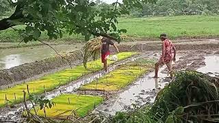 Rice Fields are Ready for Planting seedlings, Philippines