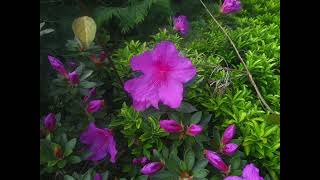 ensalada de flores en abril 2018