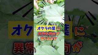 家庭菜園や農園のオクラ栽培で葉が丸まっている！？害虫ハマキムシ対策の秘訣とオクラの育て方！【農家直伝】#shorts