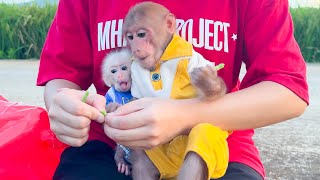 Bibi and baby monkey explore the fields and enjoy a snack with mom!