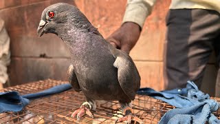 jama masjid kabootar market || 13/10/2024 jafrabad kabutar market delhi rohit birds vlogs