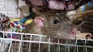 couple of cute fellows #cute #rats