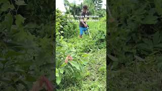 Mesin Rumput Baterai #mesinrumput #petanisawitmandiri #petani #shortvideo #shorts