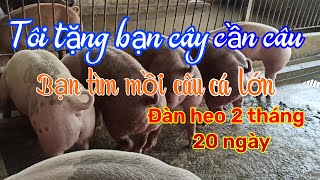 Đàn heo 2 tháng 20 ngày|Tôi tặng bạn cây cần câu, bạn tìm mồi câu cá lớn|☎️0372225255