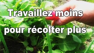 jardin potager et culture associée: travailler moins pour récolter plus