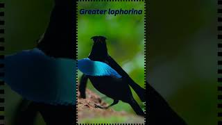 Greater Lophorina: New Guinea's Most Stunning Bird-of-Paradise#shorts #birds  #birdslover#nature