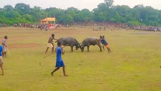 murga daga v/ pokhariya Kara bayar ropok quarter final at dungritola tandi 2022