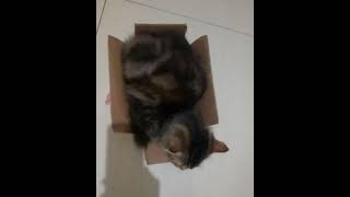 LUCUNYA! Kucing Ini Tidur di Kardus