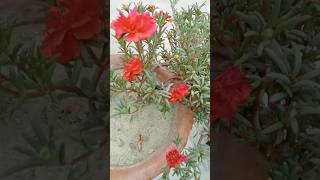 Purslane Flower Varieties in our Garden #shorts #ytshorts #flowers #garden #plants #nature