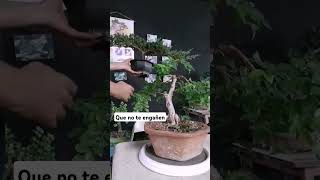 Que no te engañen con estos Bonsai