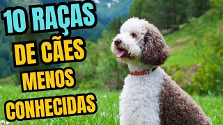 10 Raças de cães menos conhecidas #raçasdecachorros #cães #caes  #canina