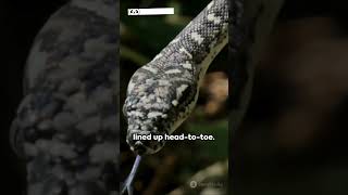 Earth's Longest Snakes! Reticulated Python