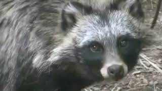 Mandela effect raccoon dog