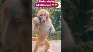 😝😝#shortsvideo #short #monkeyvideo #shortanimalvideo #shortfunnyvideo