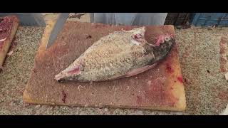 How to Fillet Fish Like a Pro| All Over Fish