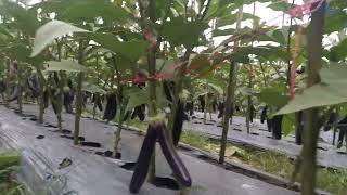 Budidaya terong Yuvita f1 (Cara pruning) part-1