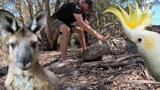 POSZUKIWANIE DZIKICH ZWIERZĄT W AUSTRALII - W DRODZE Z BRISBANE NA TASMANIĘ