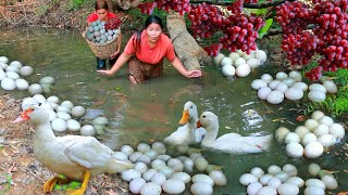 survival in the rainforest - Found egg duck and Fish at river - Cooking egg duck for dog in forest