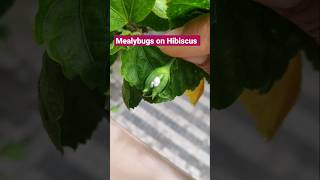 Mealybugs problem in hibiscus plant #mealybugs #hibiscus #gardening #organicpesticide #viralshort