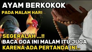 AYAM BERKOKOK DIMALAM HARI !! SEGERA BACA DOA INI MALAM ITU JUGA. KARENA ADA PERTANDA INI...