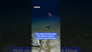 Rare footage: Bigfin squid 'walks' on ocean floor at 10,000 feet in tonga trench | Nukta