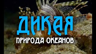 Дикая природа океанов 1 часть  Wildlife of the oceans 1 part