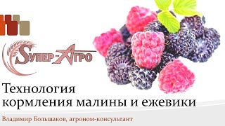 Питание малины и ежевики