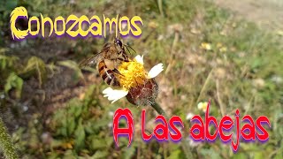 Comportamiento de las abejas dentro de la colmena