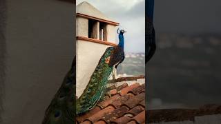 Mesmerizing Beauty: Top 5 Most Beautiful Animals in the World #shorts #ytshorts #nature