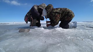 Женская охота за деликатесом.. Крабалка в марте..