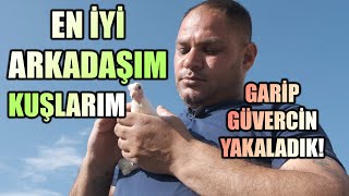 EN İYİ ARKADAŞIM KUŞLARIM: GARİP GÜVERCİN YAKALADIK - MAVİŞ